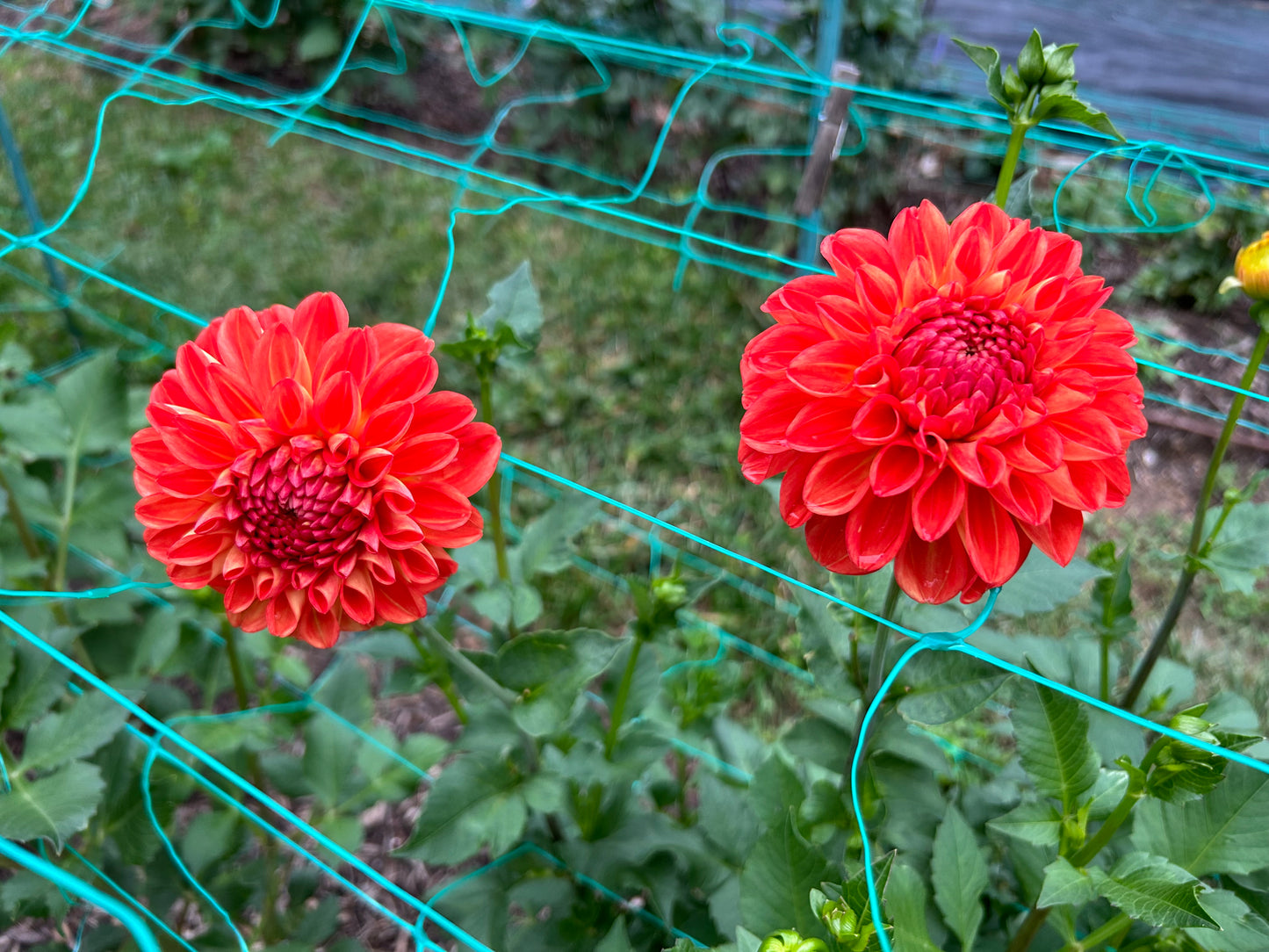 Orange Symphony