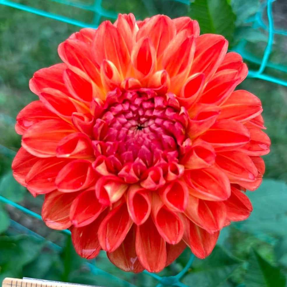 Orange Symphony